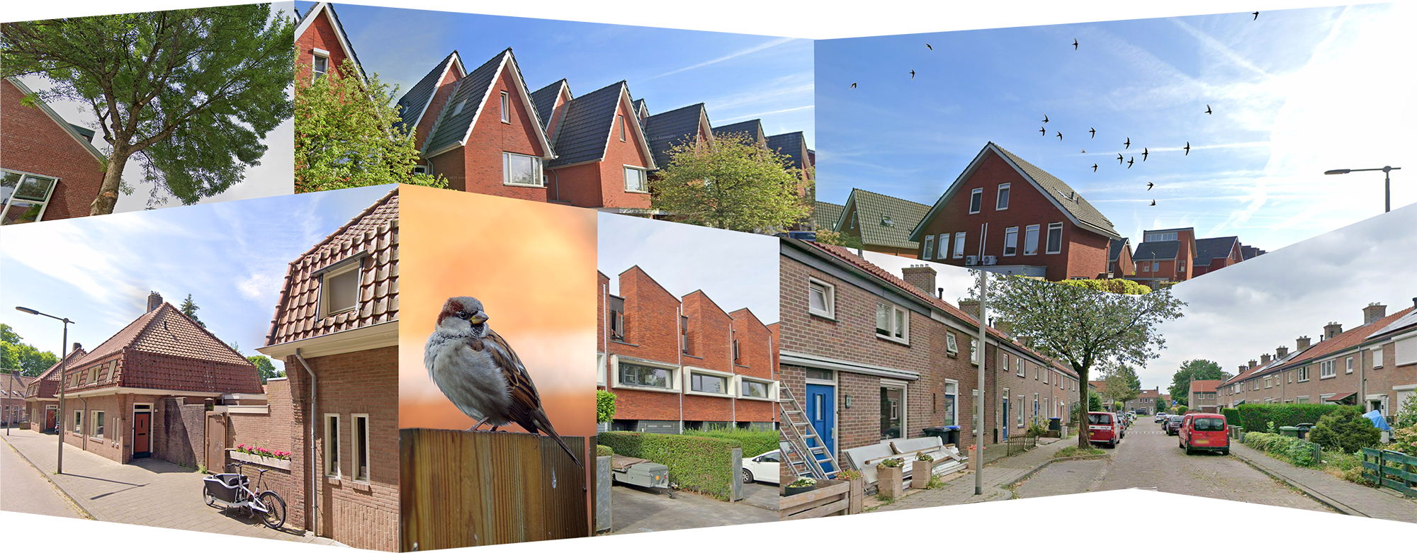 Collage van foto's van verschillende daken, vliegende vogels en een mus op een schutting.